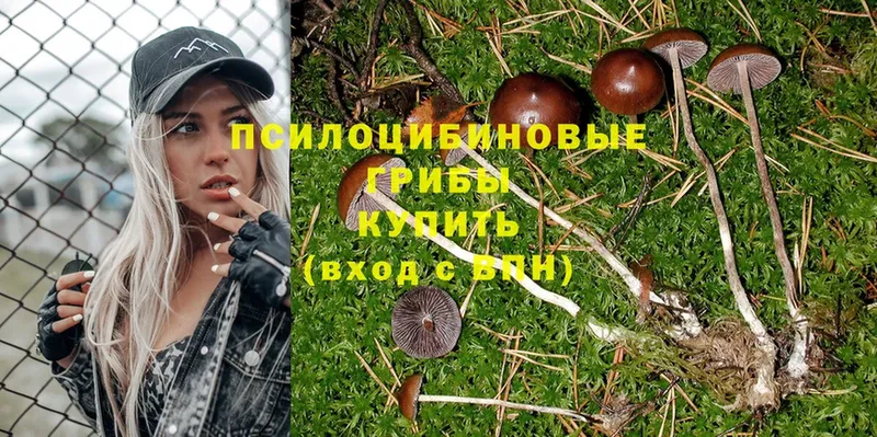 Псилоцибиновые грибы Psilocybine cubensis  закладка  Азнакаево 